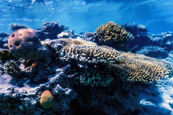 Vista Subaquática Recife Coral Águas Tropicais Vida Marinha — Fotografia de Stock