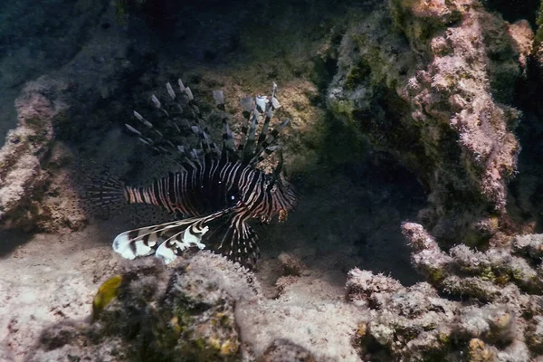 Lvice Jedovaté Korálové Útesy Ryby Invazivní Druhy Pterois Volitans Tropické — Stock fotografie