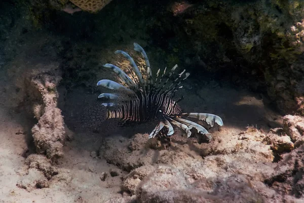 Aslan Balığı Zehirli Mercan Resif Balığı Istilacı Türler Pterois Volitans — Stok fotoğraf