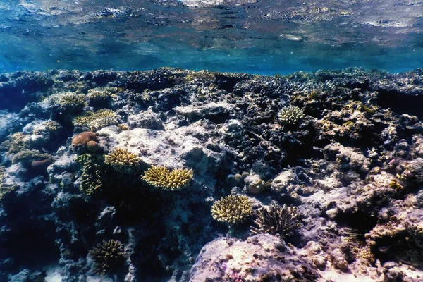 해저에서 산호초 — 스톡 사진
