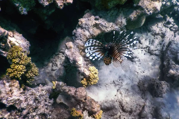 Lvice Jedovaté Korálové Útesy Ryby Invazivní Druhy Pterois Volitans Tropické — Stock fotografie