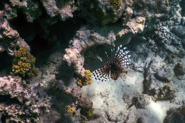 ライオン魚毒サンゴ礁魚 外来種 ペトロ火山 熱帯水 海洋生物 — ストック写真