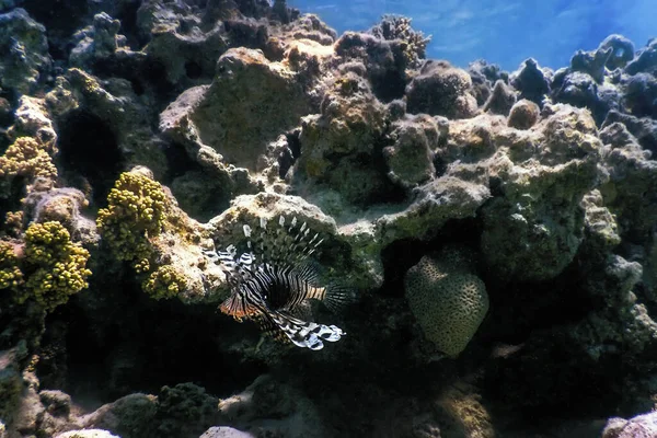 Carne Coral Venenosa Peixes Leão Espécies Invasoras Pterois Volitans Águas — Fotografia de Stock