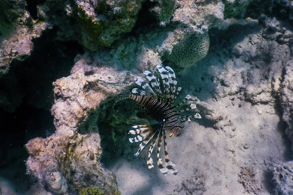 Lvice Jedovaté Korálové Útesy Ryby Invazivní Druhy Pterois Volitans Tropické — Stock fotografie