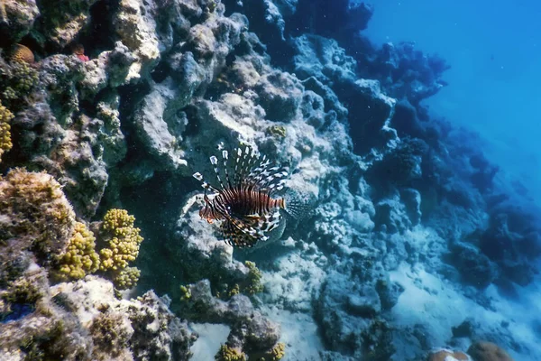 Carne Coral Venenosa Peixes Leão Espécies Invasoras Pterois Volitans Águas — Fotografia de Stock