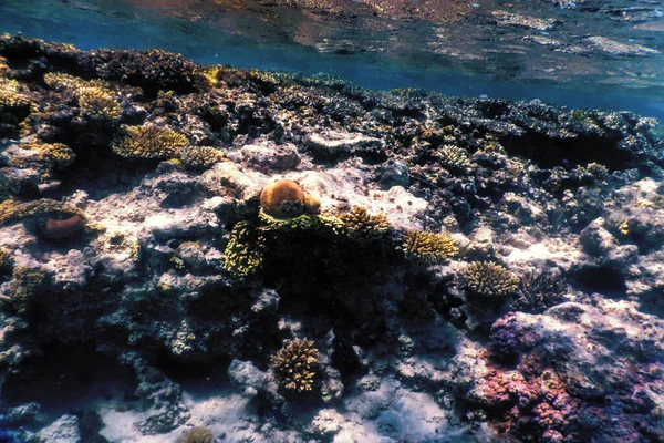 Vue Sous Marine Sur Récif Corallien Eaux Tropicales Vie Marine — Photo