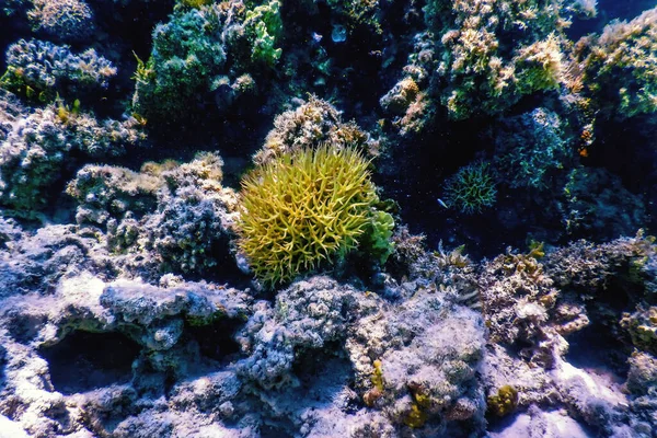 Unterwasserblick Auf Das Korallenriff Tropische Gewässer Meeresleben — Stockfoto