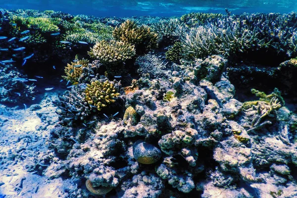 Vista Subacquea Della Barriera Corallina Acque Tropicali Vita Marina — Foto Stock