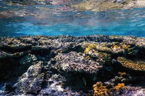 Vistas Submarinas Del Arrecife Coral Aguas Tropicales Vida Marina —  Fotos de Stock