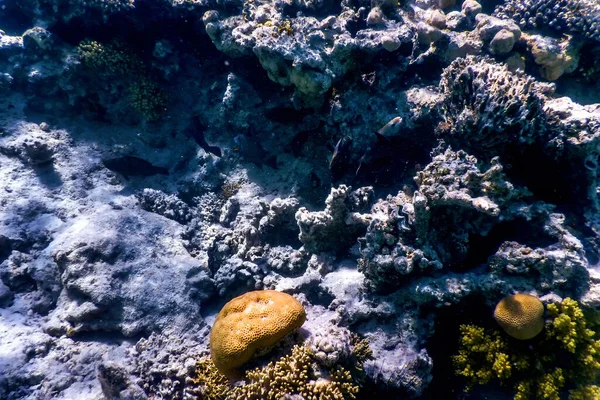 Víz Alatti Kilátás Korallzátony Trópusi Vizek Tengeri Élet — Stock Fotó