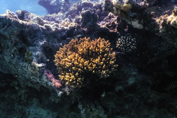 Mercan Resifinin Sualtı Manzarası Tropikal Sular Deniz Yaşamı — Stok fotoğraf