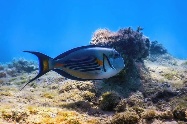 Sohal Surgeonfish Sohal Tang Acanthurus Sohal Θαλάσσια Ζωή — Φωτογραφία Αρχείου