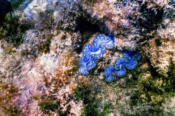 Maxima Venusmuschel Tridacna Maxima Unterwasser Meereslebewesen — Stockfoto