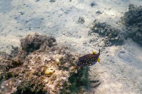 Желтая Рыба Ostracion Cubicus Водой Морская Жизнь — стоковое фото