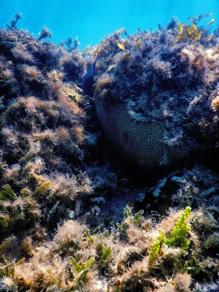 Underwater Landscape Reef Algae Blue Underwater Background — Stock Photo, Image