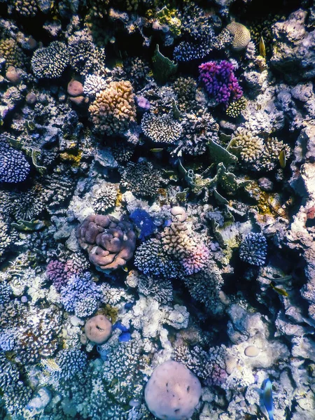 サンゴ礁 熱帯水 海洋生物の水中ビュー — ストック写真