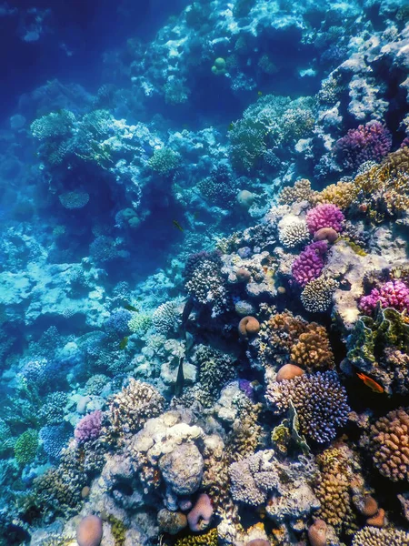 Vista Subaquática Recife Coral Águas Tropicais Vida Marinha — Fotografia de Stock