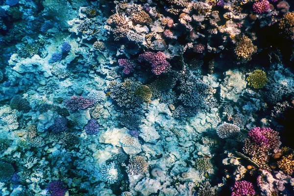 サンゴ礁 熱帯水 海洋生物の水中ビュー — ストック写真