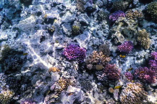 Vista Subaquática Recife Coral Águas Tropicais Vida Marinha — Fotografia de Stock