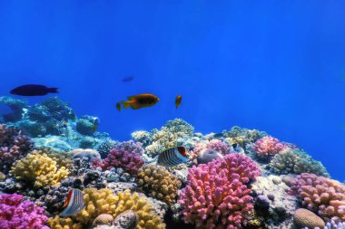Mercan resifinin sualtı manzarası, tropikal sular, deniz yaşamı.