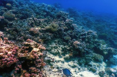 Mercan resifinin sualtı manzarası, tropikal sular, deniz yaşamı.