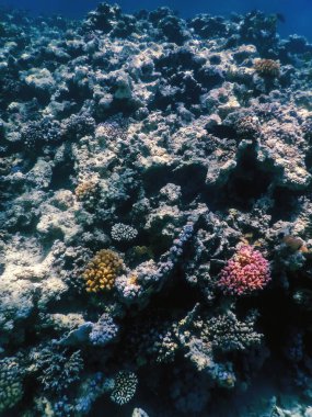 Mercan resifinin sualtı manzarası, tropikal sular, deniz yaşamı.