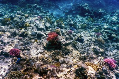 Mercan resifinin sualtı manzarası, tropikal sular, deniz yaşamı.