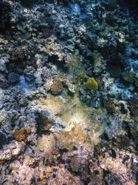 Mercan resifinin sualtı manzarası, tropikal sular, deniz yaşamı.