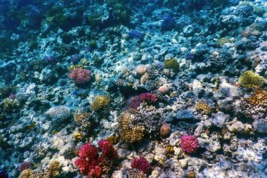 Mercan resifinin sualtı manzarası, tropikal sular, deniz yaşamı.