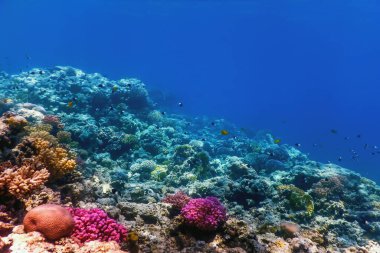 Mercan resifinin sualtı manzarası, tropikal sular, deniz yaşamı.