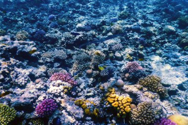 Mercan resifinin sualtı manzarası, tropikal sular, deniz yaşamı.