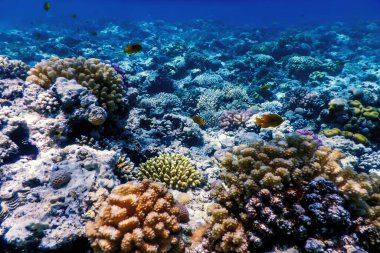 Mercan resifinin sualtı manzarası, tropikal sular, deniz yaşamı.
