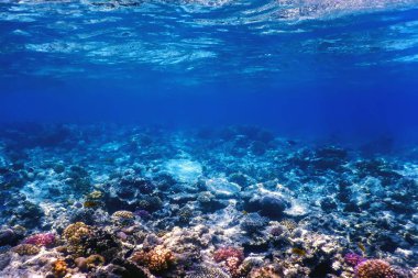 Mercan resifinin sualtı manzarası, tropikal sular, deniz yaşamı.