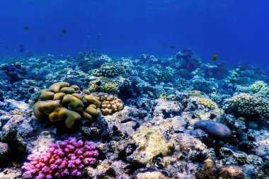 Mercan resifinin sualtı manzarası, tropikal sular, deniz yaşamı.