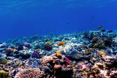 Mercan resifinin sualtı manzarası, tropikal sular, deniz yaşamı.