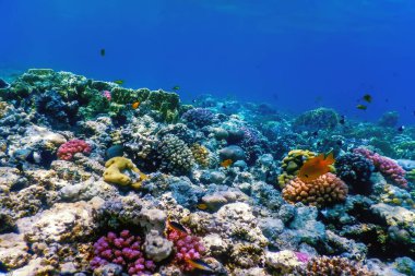 Mercan resifinin sualtı manzarası, tropikal sular, deniz yaşamı.