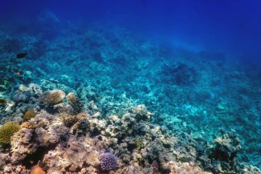 Mercan resifinin sualtı manzarası, tropikal sular, deniz yaşamı.