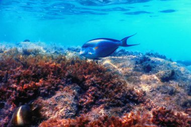Sohal Cerrah Balığı, Sohal Tang (Acanthurus Sohal) Deniz yaşamı