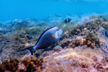 Sohal Cerrah Balığı, Sohal Tang (Acanthurus Sohal) Deniz yaşamı