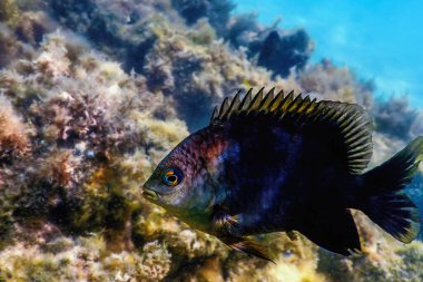 Dusky Gregory Sualtı (Stegastes nigricanlar) Deniz yaşamı