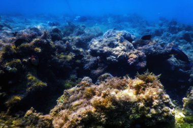 Su altı resifleri, deniz yosunları, mavi sualtı arka planı.