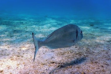 Gilthead deniz kabuğu su altında (Sparus aurata), Orata, Dorada, deniz yaşamı