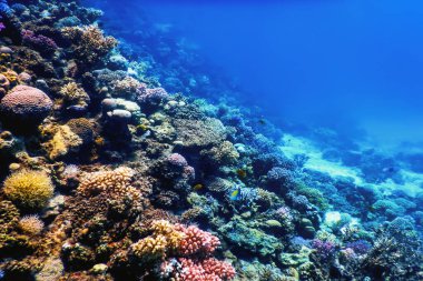 Mercan resifinin sualtı manzarası, tropikal sular, deniz yaşamı.