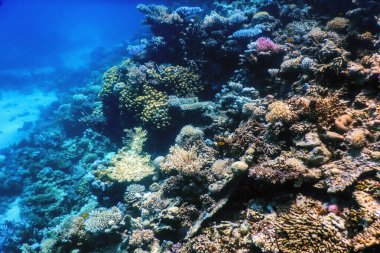 Mercan resifinin sualtı manzarası, tropikal sular, deniz yaşamı.