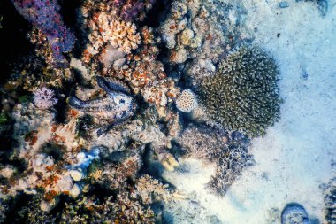 Taşbalığı (Synanceia verrucosa) resif taşbalığı, tropikal sular, deniz yaşamı