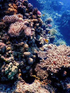 Mercan resifinin sualtı manzarası, tropikal sular, deniz yaşamı.