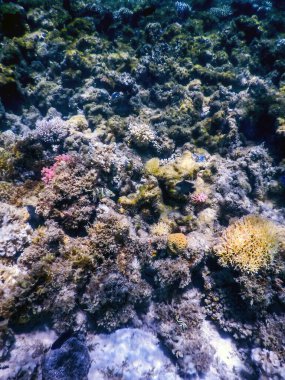 Su altı resifleri, deniz yosunları, mavi sualtı arka planı.