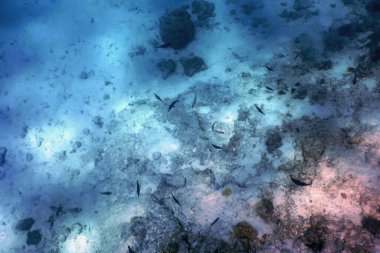 Mercan resifinin sualtı manzarası, tropikal sular, deniz yaşamı.