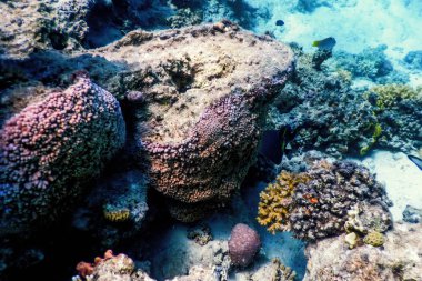Mercan resifinin sualtı manzarası, tropikal sular, deniz yaşamı.
