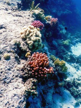 Mercan resifinin sualtı manzarası, tropikal sular, deniz yaşamı.